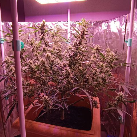 Unbekannte Sorte growlog timeline photo