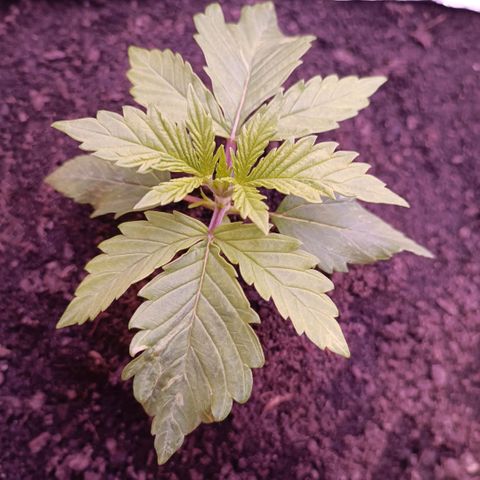 Unbekannte Sorte growlog timeline photo