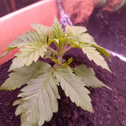 Unbekannte Sorte growlog timeline photo