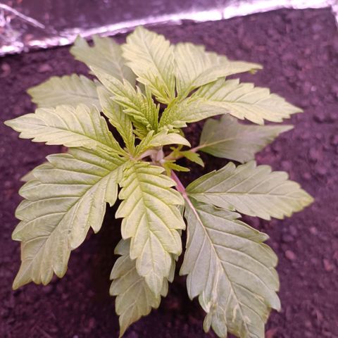 Unbekannte Sorte growlog timeline photo