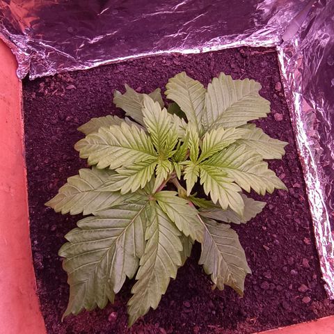 Unbekannte Sorte growlog timeline photo