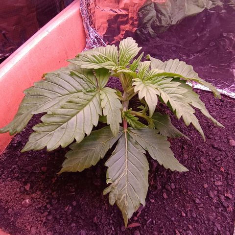 Unbekannte Sorte growlog timeline photo