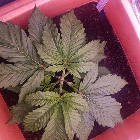 Unbekannte Sorte growlog timeline photo