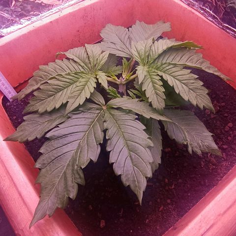 Unbekannte Sorte growlog timeline photo