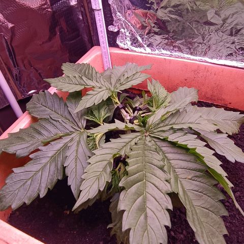 Unbekannte Sorte growlog timeline photo