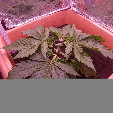Unbekannte Sorte growlog timeline photo