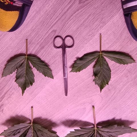Unbekannte Sorte growlog timeline photo