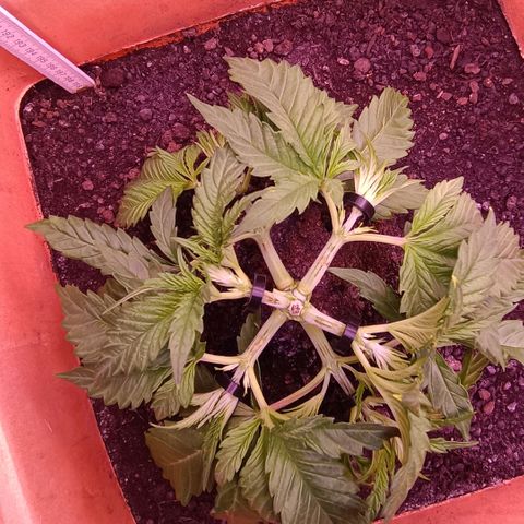Unbekannte Sorte growlog timeline photo