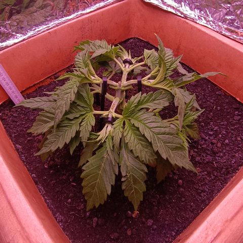 Unbekannte Sorte growlog timeline photo