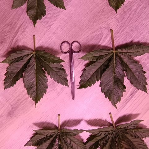 Unbekannte Sorte growlog timeline photo