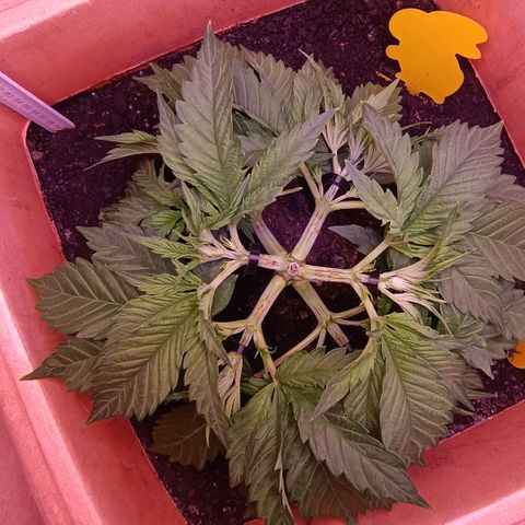Unbekannte Sorte growlog timeline photo
