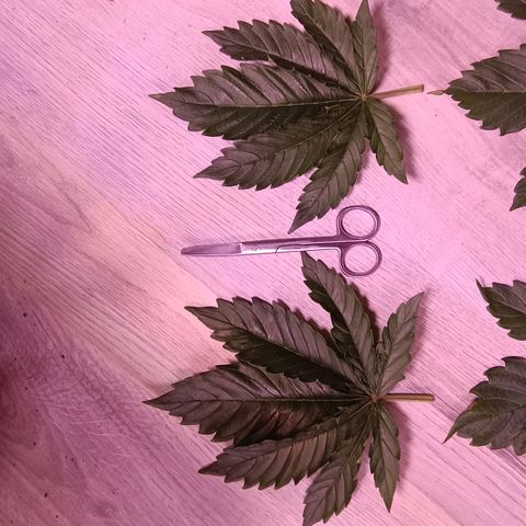 Unbekannte Sorte growlog timeline photo