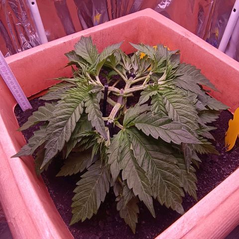 Unbekannte Sorte growlog timeline photo