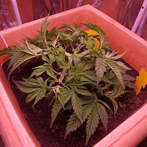 Unbekannte Sorte growlog timeline photo