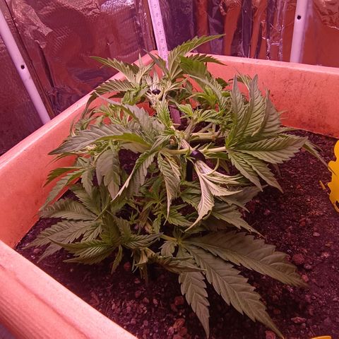 Unbekannte Sorte growlog timeline photo