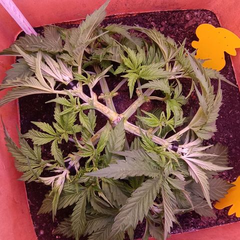 Unbekannte Sorte growlog timeline photo