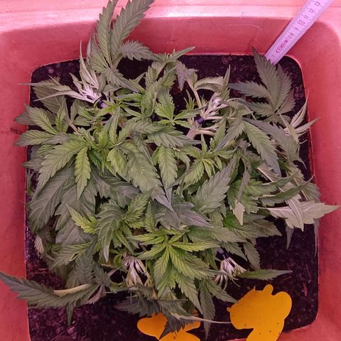 Unbekannte Sorte growlog timeline photo