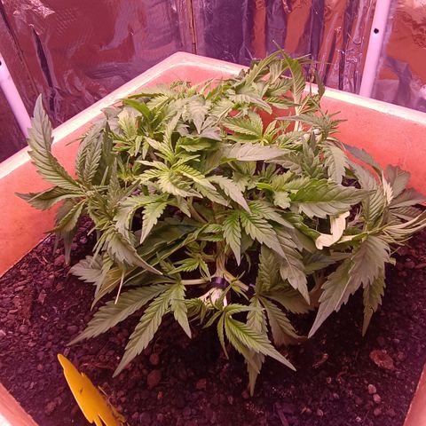 Unbekannte Sorte growlog timeline photo