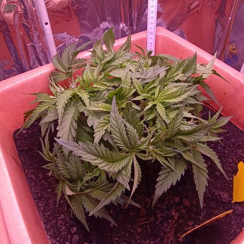 Unbekannte Sorte growlog timeline photo