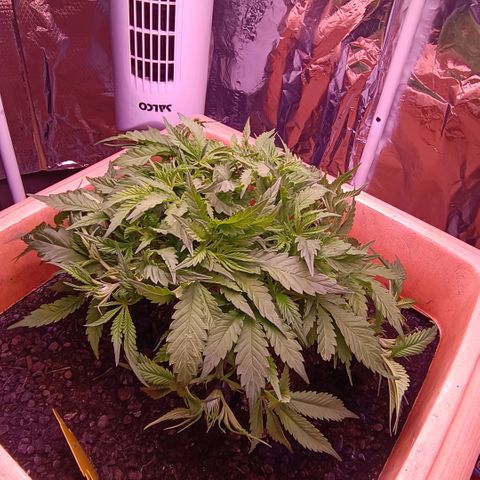 Unbekannte Sorte growlog timeline photo