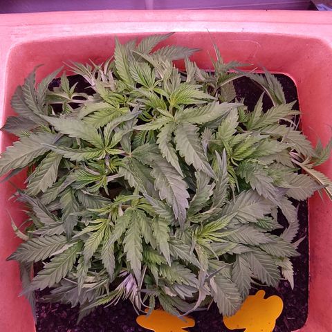 Unbekannte Sorte growlog timeline photo