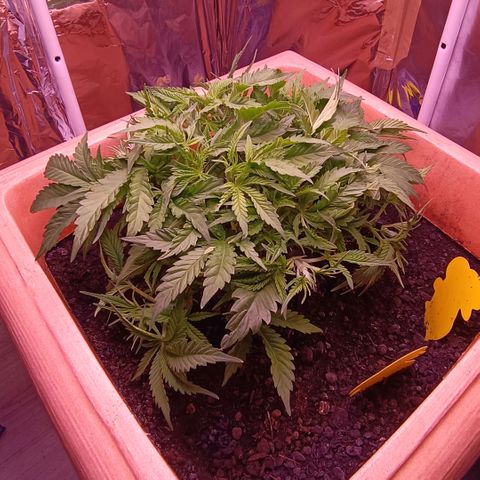 Unbekannte Sorte growlog timeline photo
