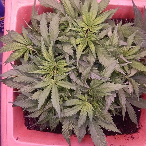 Unbekannte Sorte growlog timeline photo