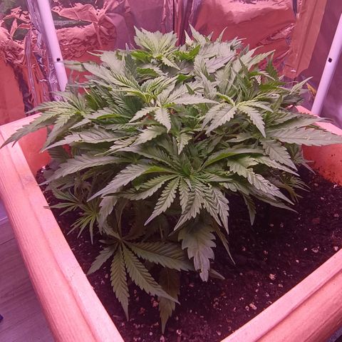 Unbekannte Sorte growlog timeline photo
