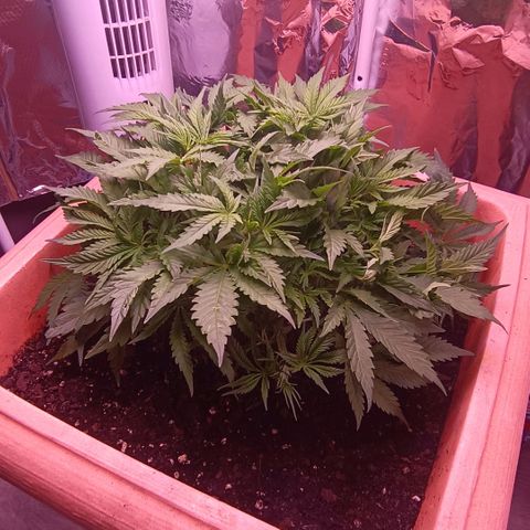 Unbekannte Sorte growlog timeline photo