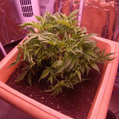 Unbekannte Sorte growlog timeline photo