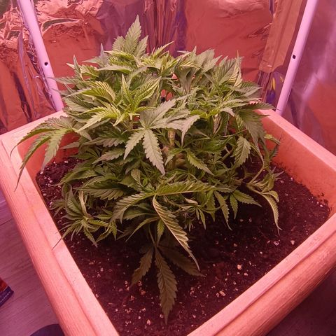 Unbekannte Sorte growlog timeline photo