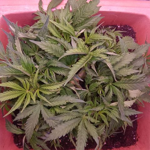 Unbekannte Sorte growlog timeline photo
