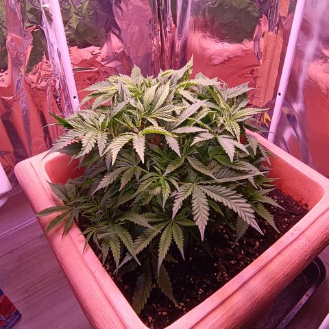 Unbekannte Sorte growlog timeline photo