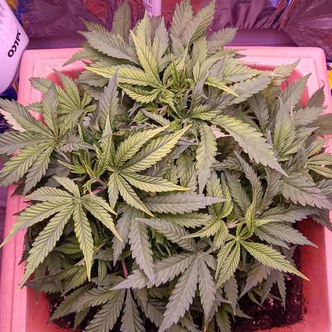 Unbekannte Sorte growlog timeline photo