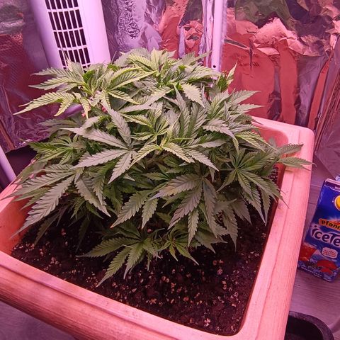 Unbekannte Sorte growlog timeline photo