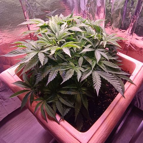 Unbekannte Sorte growlog timeline photo