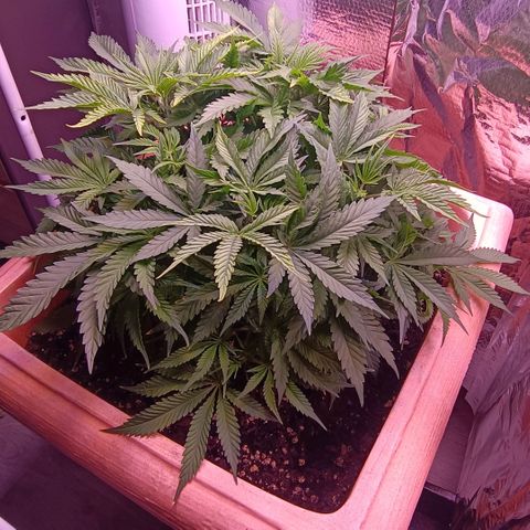 Unbekannte Sorte growlog timeline photo