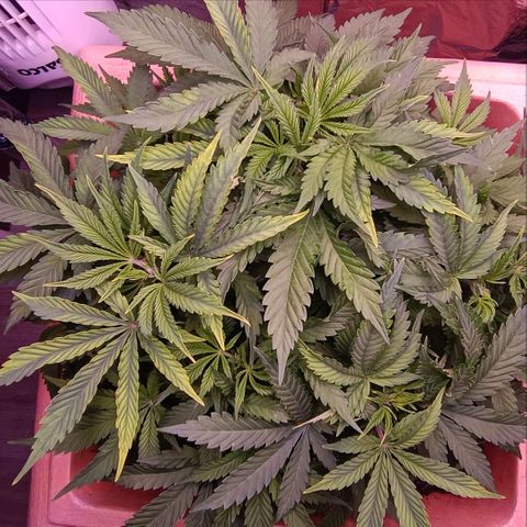 Unbekannte Sorte growlog timeline photo
