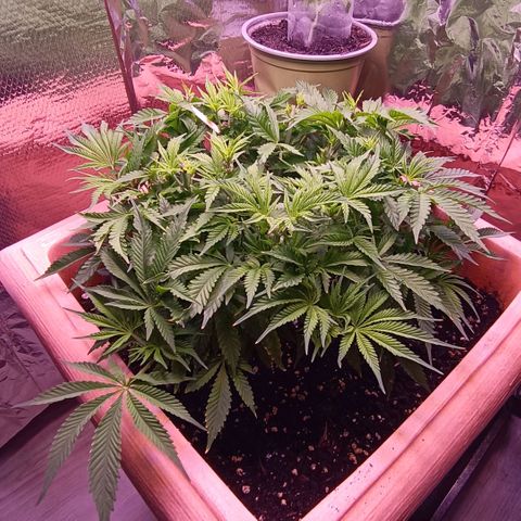 Unbekannte Sorte growlog timeline photo