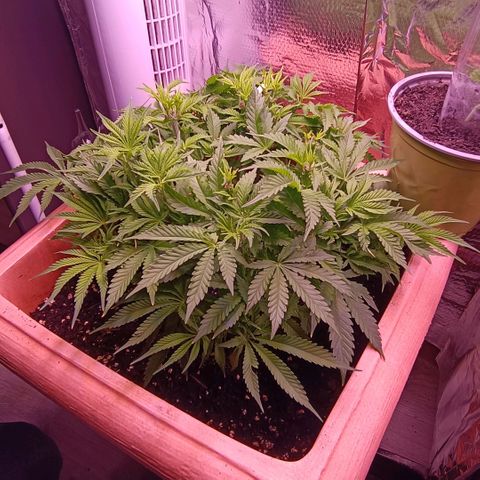 Unbekannte Sorte growlog timeline photo