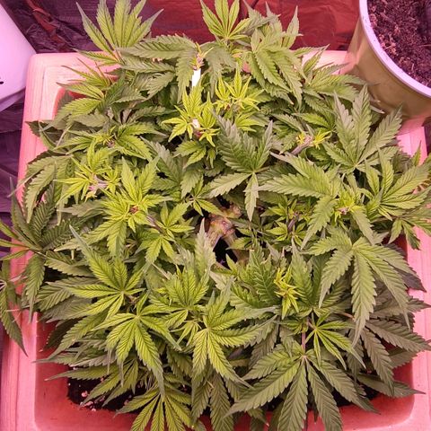 Unbekannte Sorte growlog timeline photo