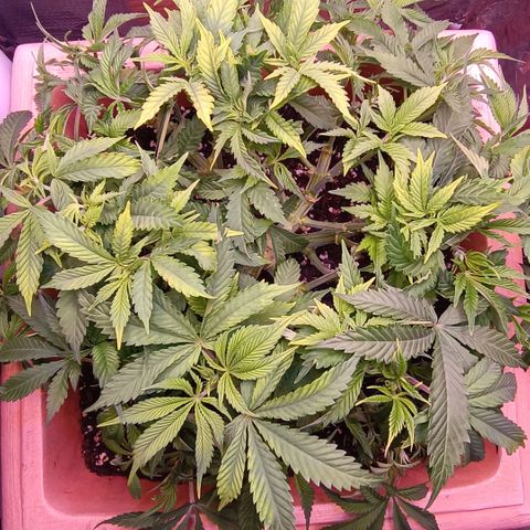 Unbekannte Sorte growlog timeline photo