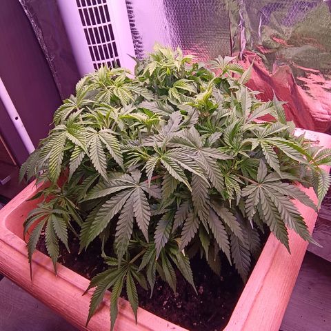 Unbekannte Sorte growlog timeline photo