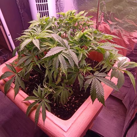 Unbekannte Sorte growlog timeline photo