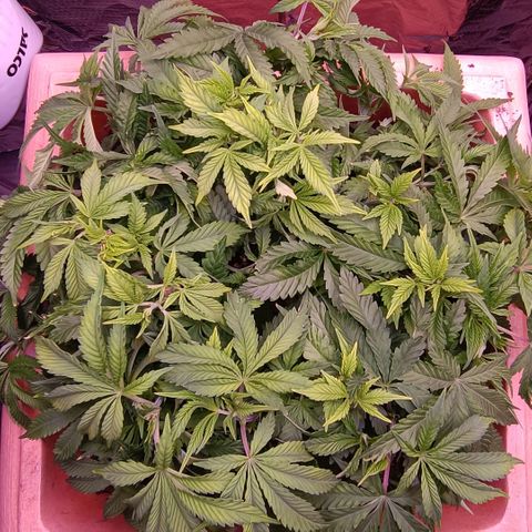 Unbekannte Sorte growlog timeline photo