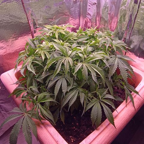 Unbekannte Sorte growlog timeline photo
