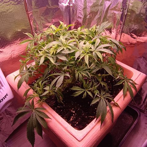 Unbekannte Sorte growlog timeline photo