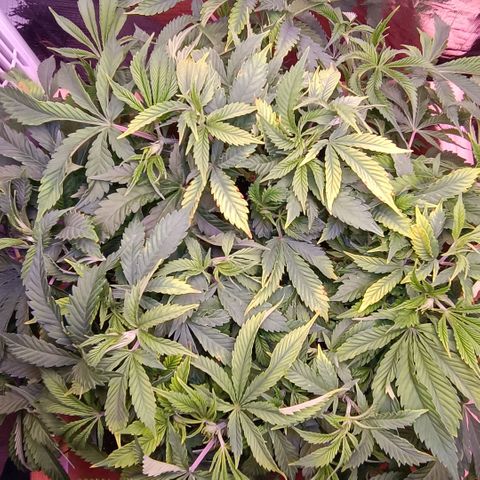 Unbekannte Sorte growlog timeline photo