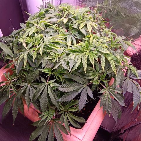 Unbekannte Sorte growlog timeline photo