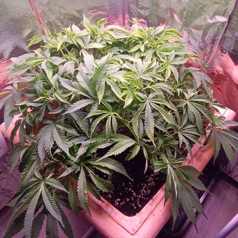 Unbekannte Sorte growlog timeline photo